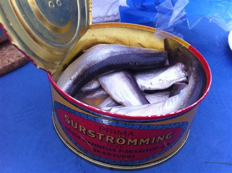 the stinkiest fish in the world|Surströmming: tasting the smelliest fish in the world